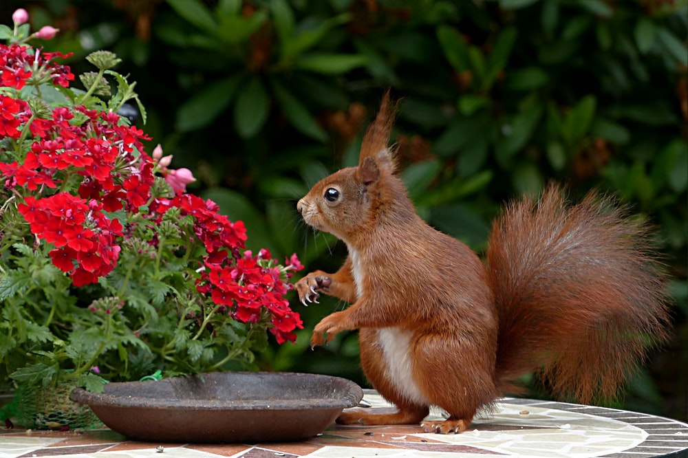A garden oasis with a red squirrel